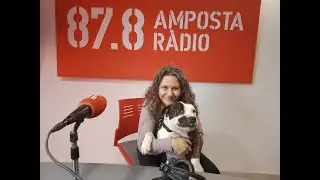 👉 Parlem amb Núria España d’Engrescades: Tarantino, un American Staffordshire que busca una família