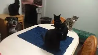 My kids 2019, RIP Batman, Onyx, Cricket and Cleopatra. All are missed everyday ❤️🌈❤️🙏#cat #memories