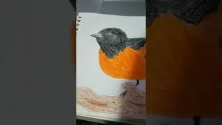 This bird has the halloween colors