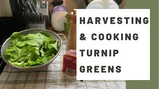 Harvesting & Cooking Seven Top Turnip Greens - Nashville Organic Garden - Keto Friendly Recipe
