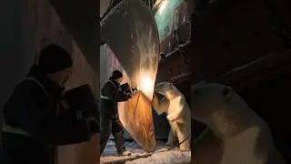 Polar bear rescue 😱 #shorts #wildlife #polarbear #animals #arcticwildlife #rescue #arctic