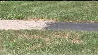 Sidewalks repaired with asphalt instead of concrete