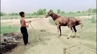 Very Fantastic Horse Mittng 2026 & Healthy horse breeds in Pakistan #viralvideo #horsebreeds 