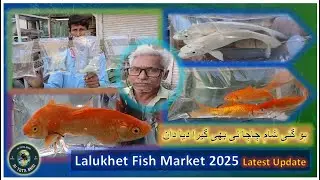Lalukhet Fish Market 2025 Latest Update | Lalukhet Fish Walay Chacha | Aquarium Fish Shop