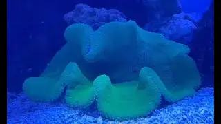 Carpet Anemone
