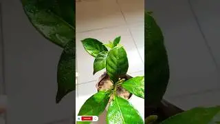 Day -1 to 2 months update of Double chandni plant cuttings🌴🌴#Gardening tips🌱🌱#shorts #Israt's Garden