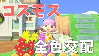 【あつ森】コスモス全色交配の仕方〜黒コスモスが欲しい〜【花交配】