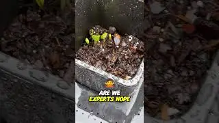 We Planted Mystery Veggies&hellip; and Forgot What They Are 🌱😅