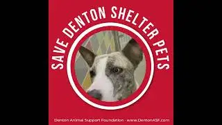 Denton Animal Support Foundation - hope for the pawlidays