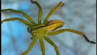 Micrommata ligurina  by Theo