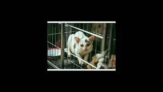 Don't cage the ANIMALS                cage the cruelty 🙏