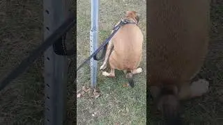🐶another 4:20⏳ walk with Hercules 🚶‍♂️