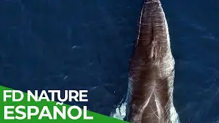 Chile - Un Viaje Salvaje: Chile es un Mar | Free Documentary Nature - Español