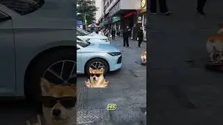 Навыки божественного уровня! Этот корги-скейтбордист вас поразит 🐶🛹🔥😲 #шорты #короткоевидео