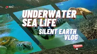Underwater Sea Life in Sri Lanka - 🌊 Silent Earth TV