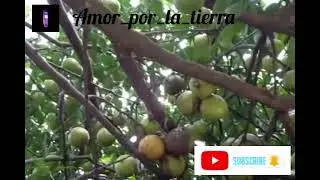Limas, casi listas para su cosecha 🌱🌳