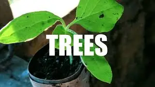 Tree Planting Advocacy