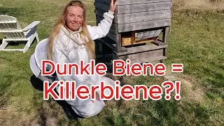 Dunkle Biene = Killerbiene?! Historisch aktuelles Imkerwissen voll ausleben (lassen)! Schwarmimkern