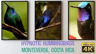 True Vibrancy - Majestic Hummingbirds of Monteverde Costa Rica Captured