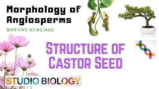 BOTANY XI.05.095 &ndash; Morphology of Angiosperms &ndash; Structure of Castor Oil Seed