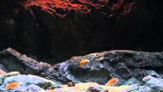 Rockzolid aquarium caramba bishop