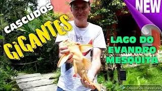 Monstros Cascudos Gigantes - Pleco Monster Albino - Lago Jumbos Evandro Mesquita