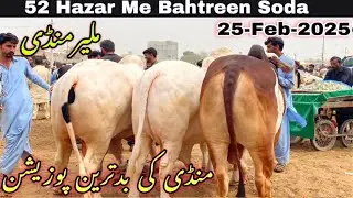 Malir Mandi Cattle Rates Update |25-Feb-2025| 2025 Ka Mal Agya😍Malir Mandi Update |Cow Mandi 2025