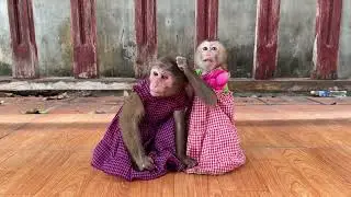 Funny Monkey Videos Of Monkey ChiChi & Linda