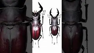 They gave me the wrong beetle