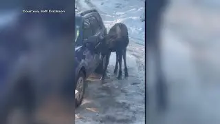Moose gives free car wash in Wasilla