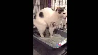 Cat Pooping and Ruining Fresh Litter Box