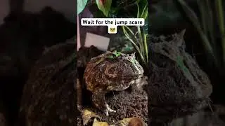 It&rsquo;s October 🎃😍🔥 #collection #frog #reptile #amphibians #pacmanfrog #frogfeeding