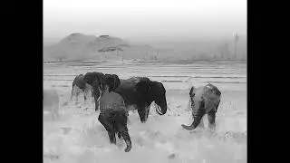 Human Elephant Coexistence by thermal drone
