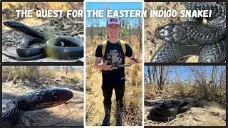 The Quest For The Eastern Indigo Snake!