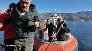 DIVLJA LJEPOTA - WILD BEAUTY | SVETIONIK SVETI NIKOLA | BUDVA MONTENEGRO