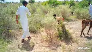 Goat Mating Animal MatIng #animals #wildlife 4k
