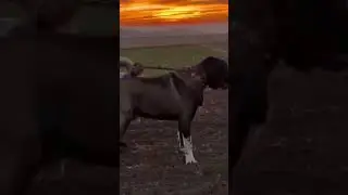 Viral Dog's breeds 😮#pigeonshorts #dogbreed #pitbull #dogshots #indiandogs