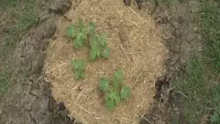 Watermelon plants