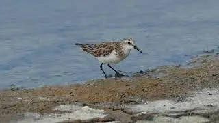小濱鷸 Little Stint