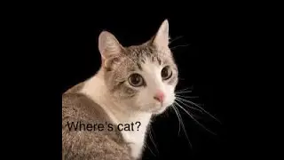 Where's The Cat? (100 Asian Cats)