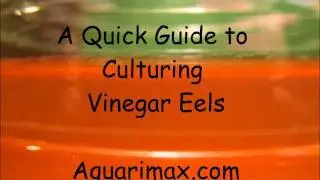 A Quick Guide to Culturing Vinegar Eels