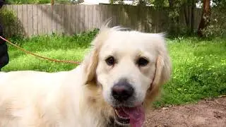 Do the right thing, pick up after your dog