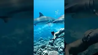 Badjao Diver SWIMS with SHARKS&mdash;Protected by Anting-Anting?! #YouTubeShorts #SharkDiving #philippines