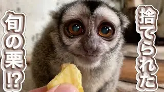 お店で沢山の栗が捨てられるので、もらってきて動物園のお猿さん達に与えたら大喜びで食べてくれました♫