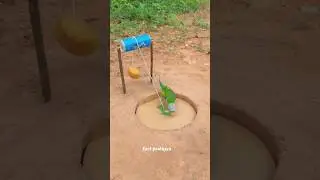 तोते को कैसे पकड़े#birds#shortsfeed #shorts