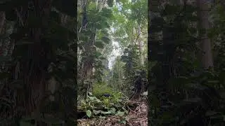 Relaxing Rainforest, birds singing, #gratitude, #meditation, #relaxation, #zen, #zwalks 