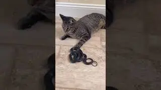 Cat And Snake Become Best Friends 😮 #shorts