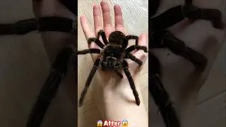 Amazing Animal Growth Journeys!😱 #amazingtransformation #animalgrowth #animals