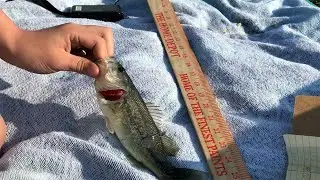 LBC Homemade Fish Tags - Part 2