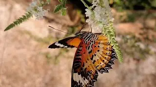 Leopard lacewing butterfly (cethosia cyane)